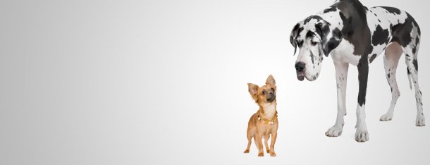 Zwei Hunde nähern sich über den Geruchssinn an als Symbol dafür dass man seinen passenden Partner erschnüffeln kann
